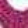 Cyclamen Cyclamen