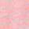 Rose Coquillage