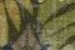 Vert Olive