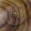 Marron Moyen