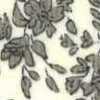 Ivoire × Beige