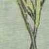 Menthe