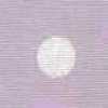 Gros Pois-lilas×blanc