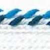 Blanc × Bleu Marine Foncé × Bleu Paon