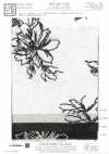 KCL524-D681 Broderie Sur Toile De Lin Rayonne