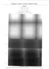 4SG040 Coton Biologique Viyella Ombre Check